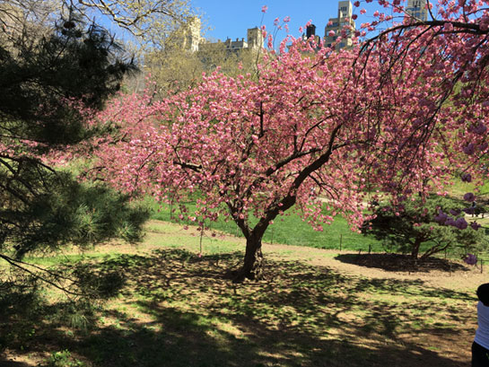 Chasing Spring in North America